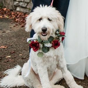 Wedding Dog Collar - Floral Wreath